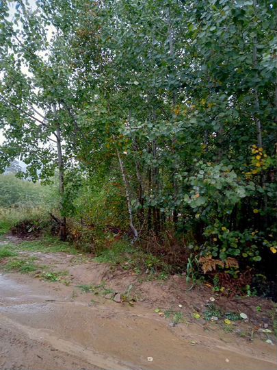 Участок 8 сот. (СНТ, ДНП)