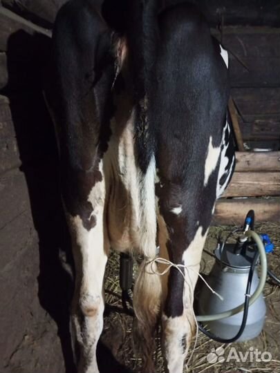 Продам корову