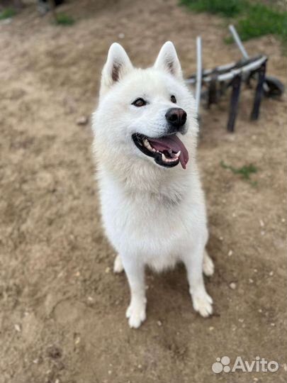 Шикарный красавчик в добрые ручки