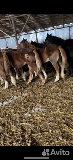 Жеребята от 6 мес до 3 лет
