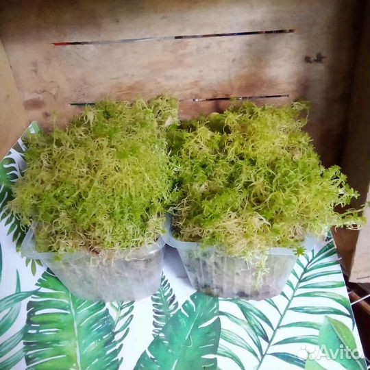 1. Сфагнум (мох) живой зелёный свежий 2.Лесной мох