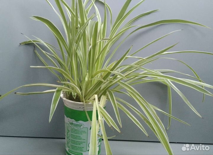 Цветы Хлорофитум