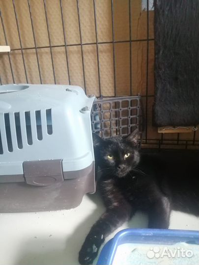 Шикарный чёрный кот в добрые руки