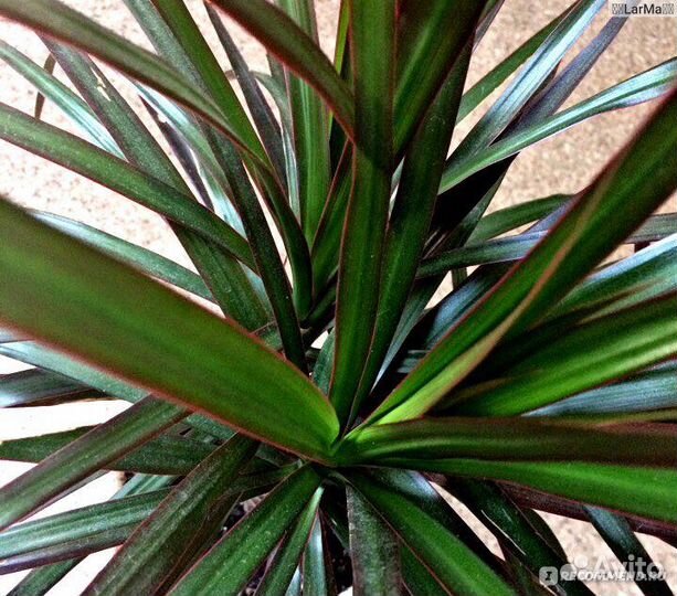 Драцена маргината окаймленная