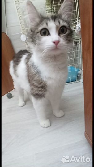 Стерилизованная Глашенька ищет дом