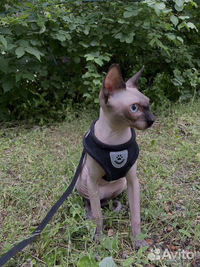 Канадский сфинкс вязка