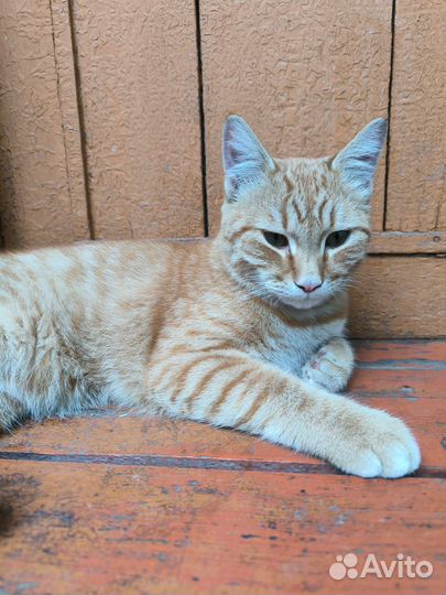 Котик в добрые руки