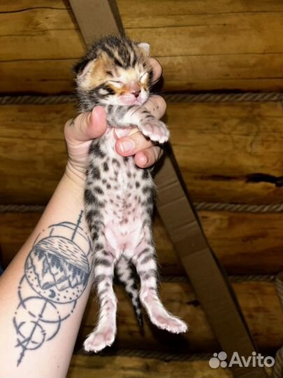 Бенгальские котята в добрые руки