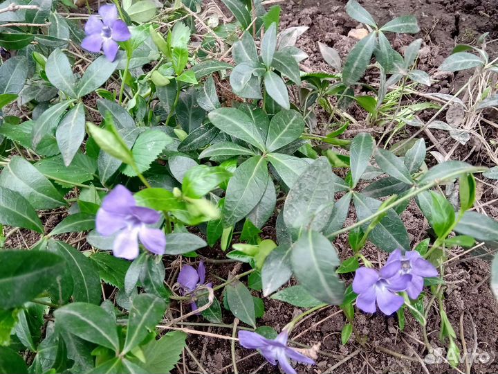 Барвинок голубой