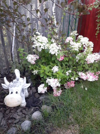 Дача 30 м² на участке 5 сот.