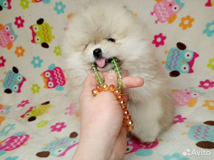 Шпиц Померанский девочка в медвежьем типе