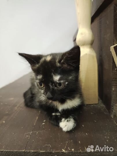 Котенок в добрые руки