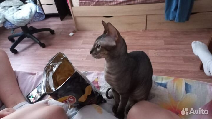 Донской сфинкс