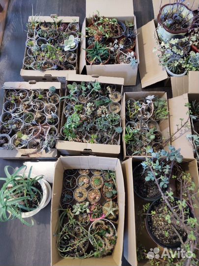 Ухожу из хобби, пристраиваю коллекцию суккулентов