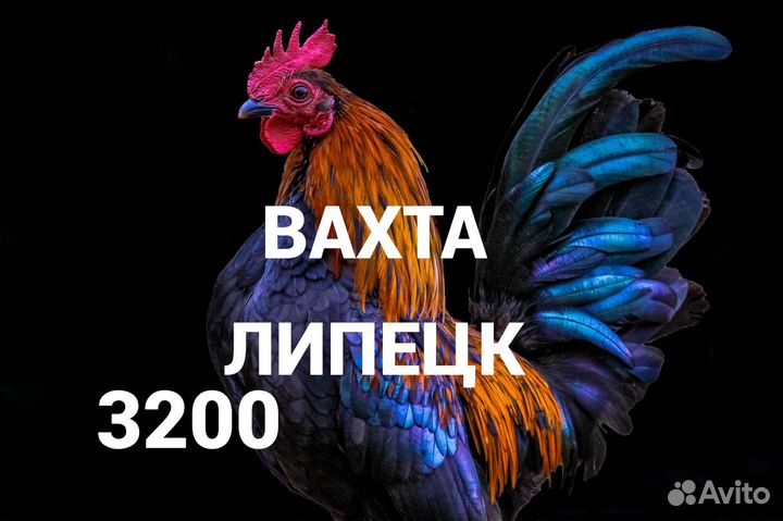 Вахта оператор птицефабрики Липецк питание 3 раза