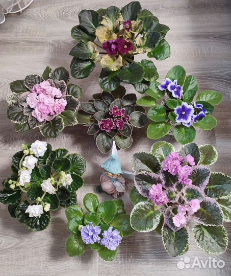 Фиалки-листики (свежий срез)