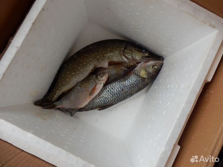 Рыба, деловая таранка