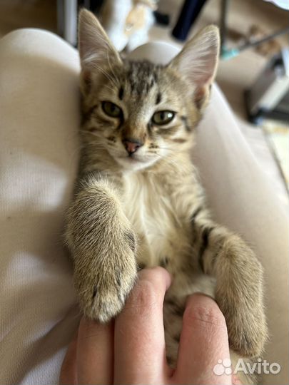Котята в добрые руки бесплатно