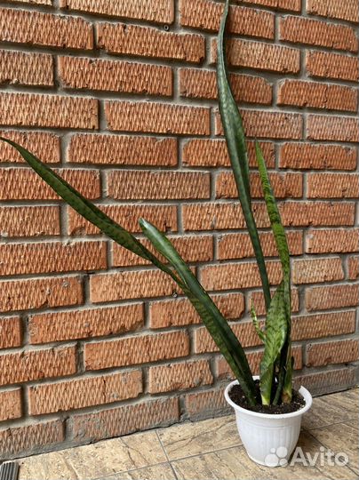 Сансевиерия