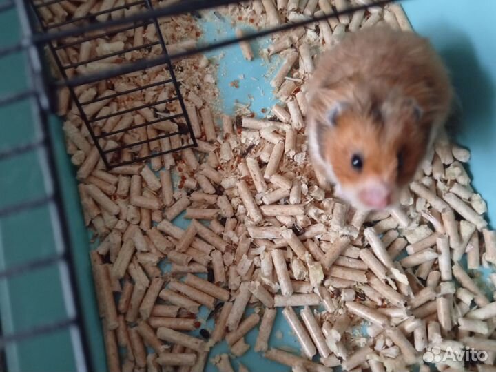 Сирийский хомяк с клеткой