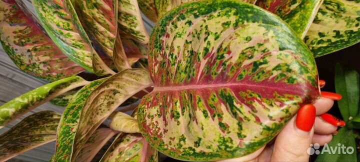 Аглаонема 10 карат