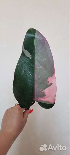 Филодендрон пинк принцесс