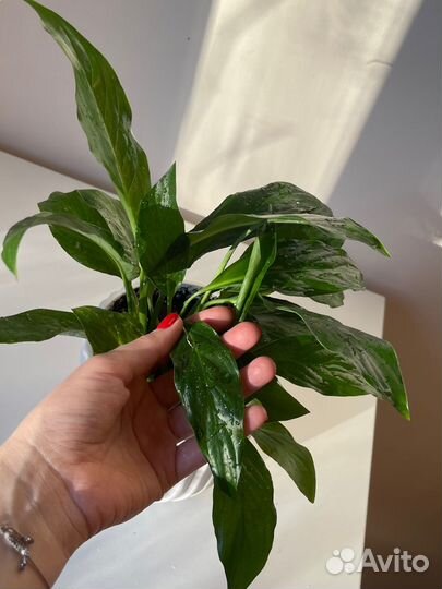 Спатифиллум, комнатное растение