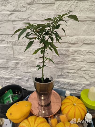 Рассада острого перца