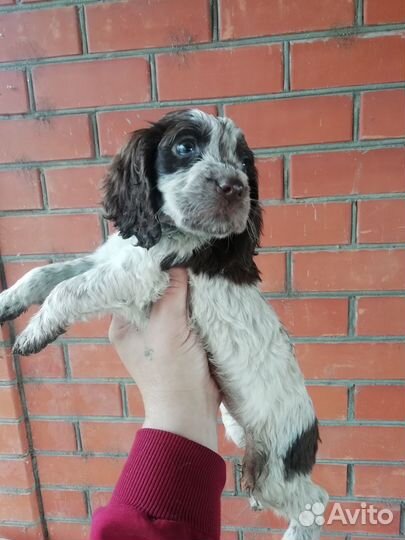 Русский спаниель