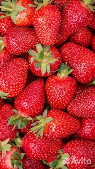 Свежая яркутская Клубника