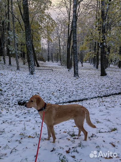 Выгул собак, зооняня
