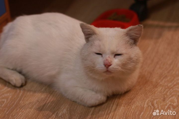 Белый котик ищет дом с возможностью гулять