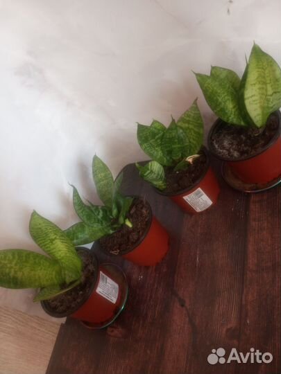 Сансевиерия, комнатные растения