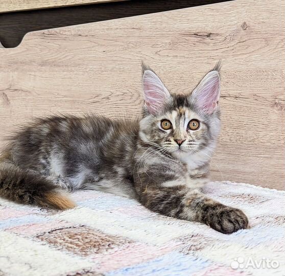 Котята мейн-кун