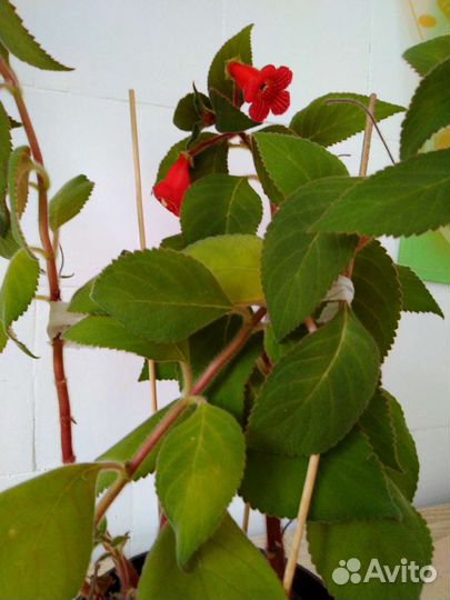 Комнатные растения