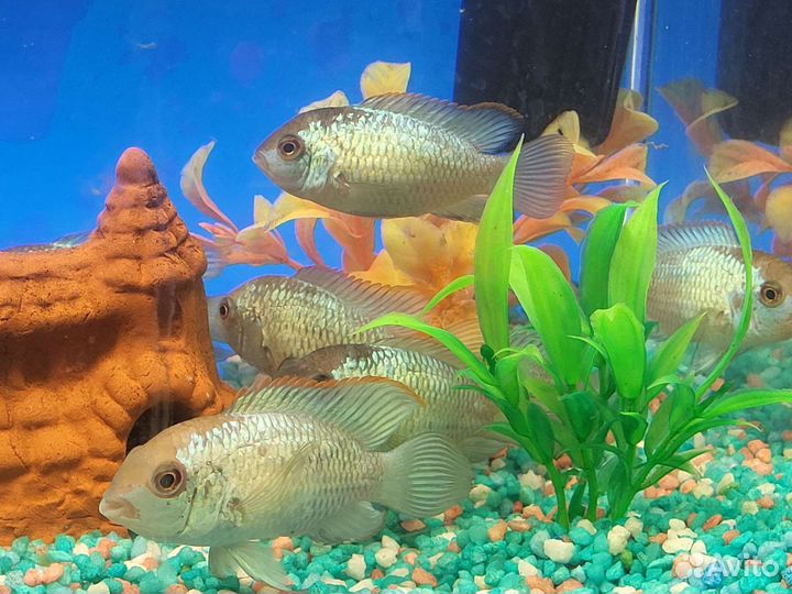 Аквариум 33л нанакары можно отдельно