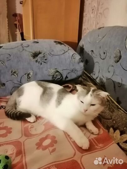 Найдена вислоухая кошка