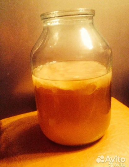 Чайный гриб