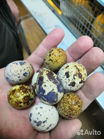 Яйца перепелиные домашние