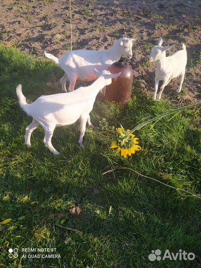 Продаются козы