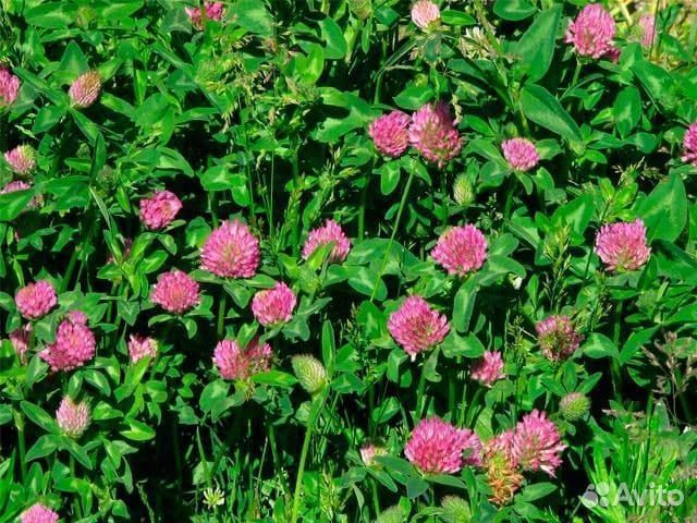 Семена красного клевера