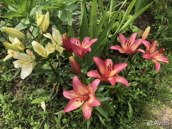 Многолетние садовые растения