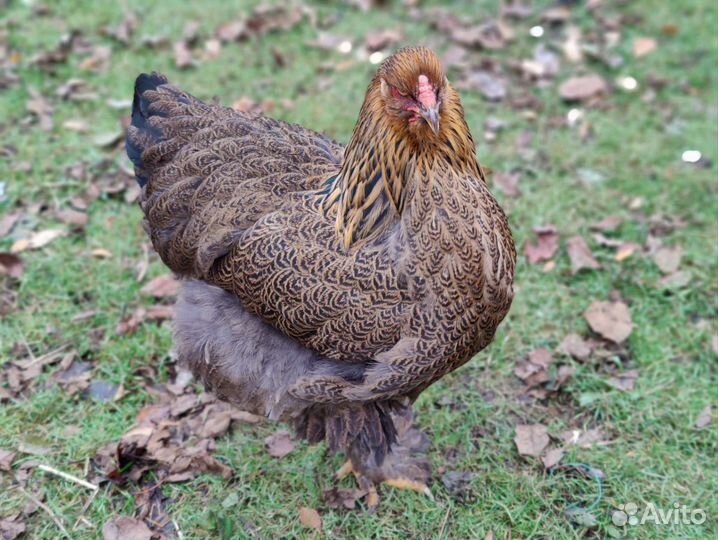 Инкубационное яйцо брама куропатчатая