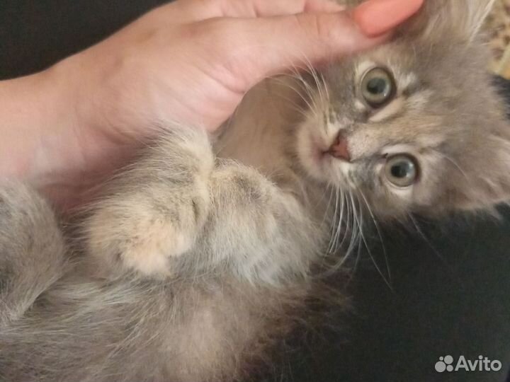 Малыш в добрые надежные руки