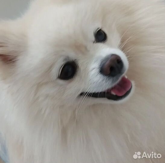 Немецкий шпиц вязка
