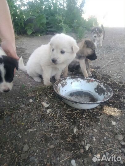 Щенок в добрые руки бесплатно маленькая порода