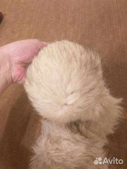 Воротник песец СССР