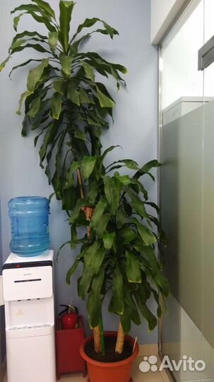 Драцена душистая