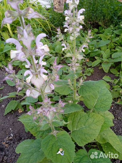 Рассада пряных трав