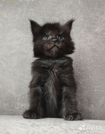 Мейн-кун черный дым